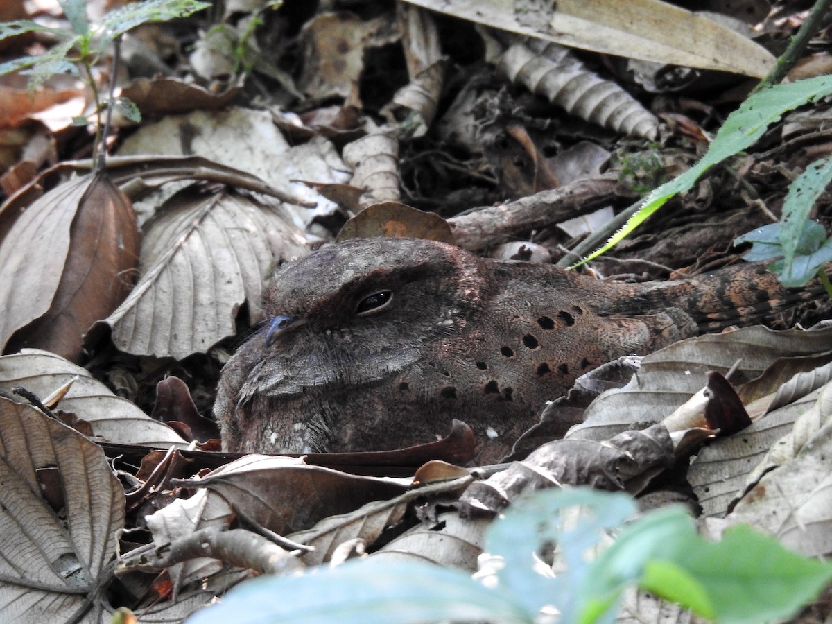 Ocellated Poorwill - ML627178692