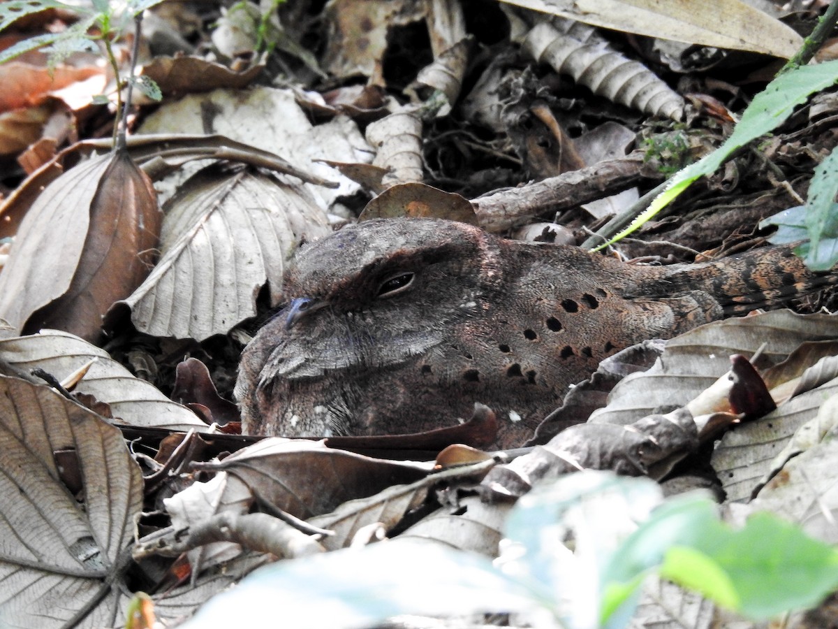 Ocellated Poorwill - ML627178693