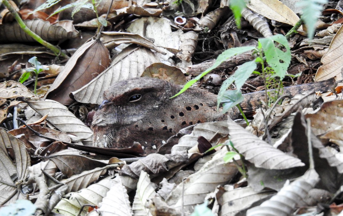 Ocellated Poorwill - ML627178694