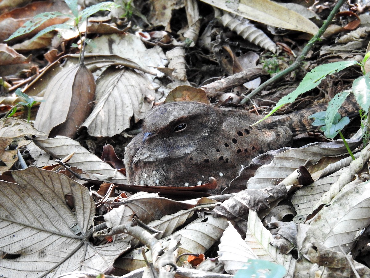 Ocellated Poorwill - ML627178696