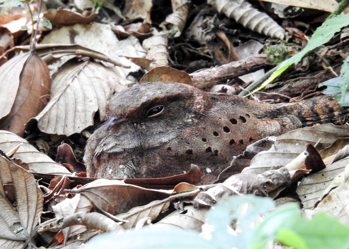 Ocellated Poorwill - ML627178697