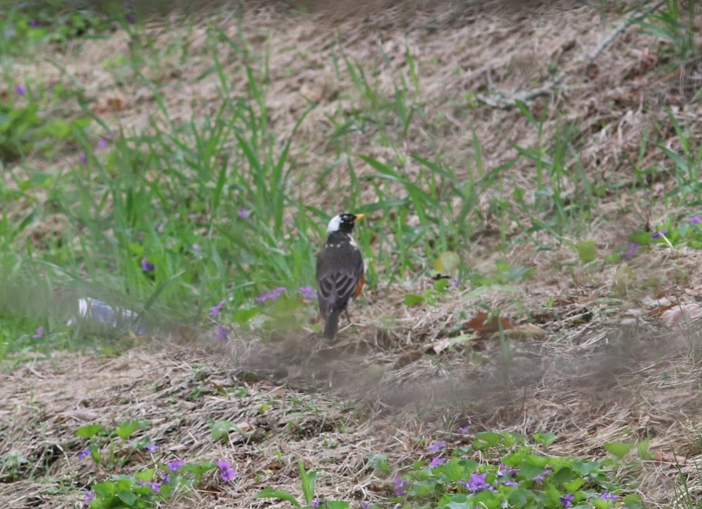 American Robin - ML627178725