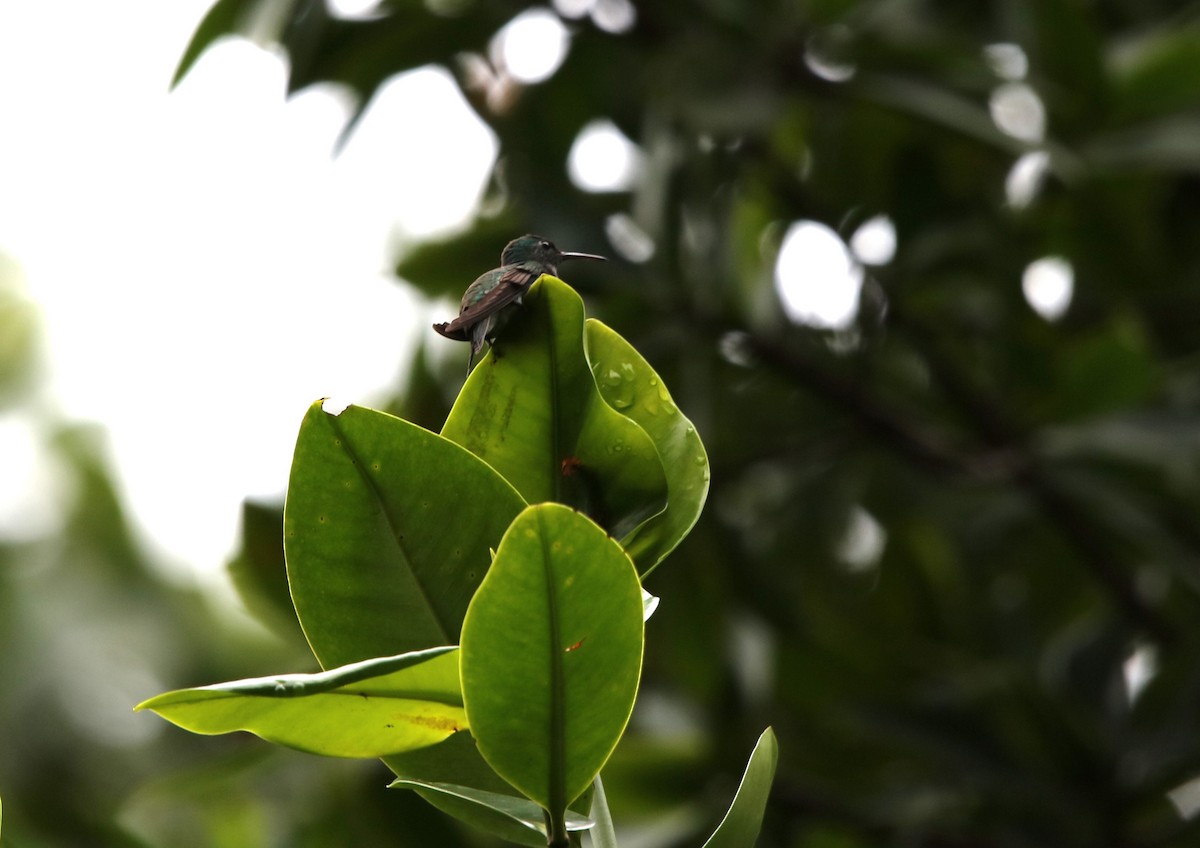 Mangrov Kolibri - ML627178772