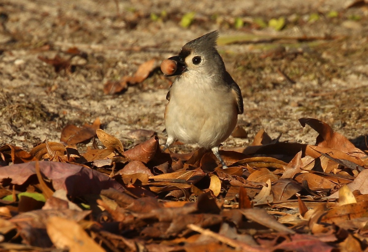 Tufted Titmouse - ML627178887