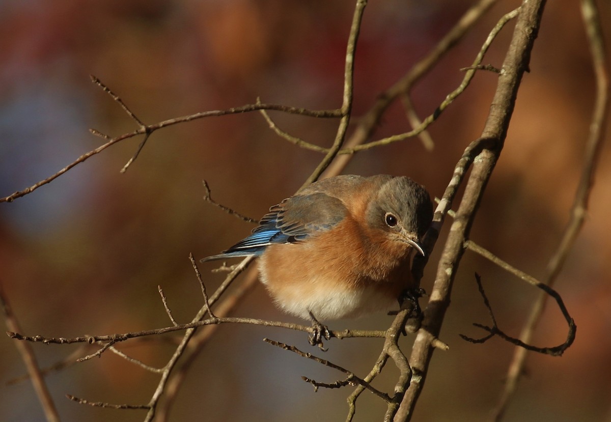 Eastern Bluebird - ML627178895