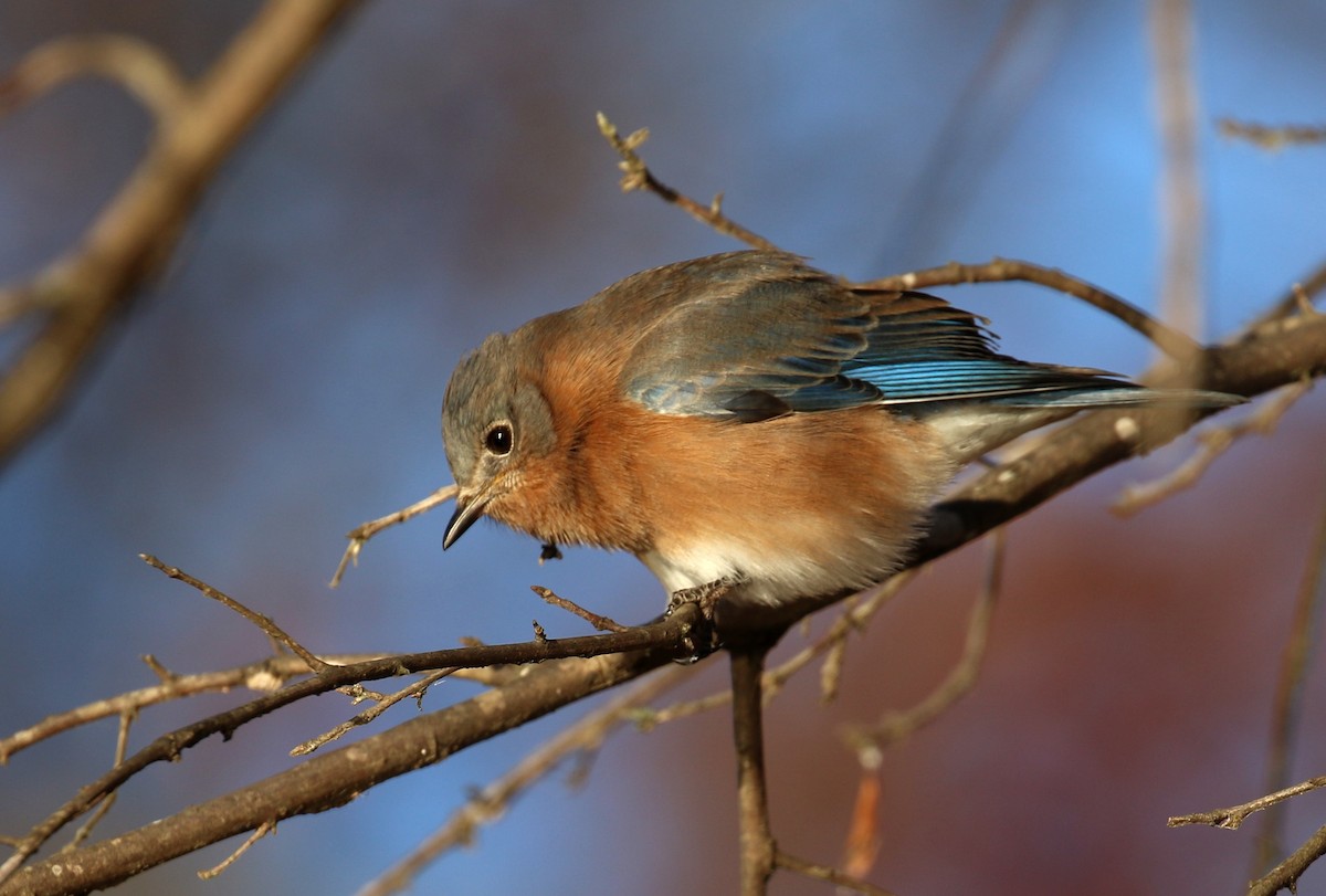 Eastern Bluebird - ML627178896