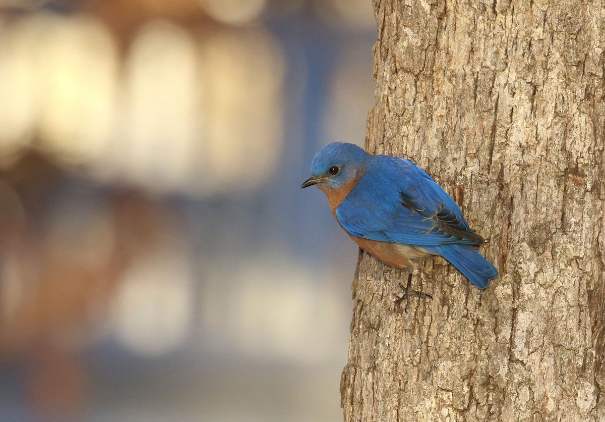 Eastern Bluebird - ML627178897