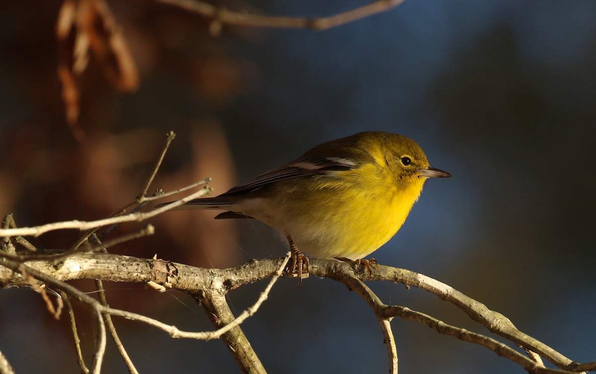 Pine Warbler - ML627178906