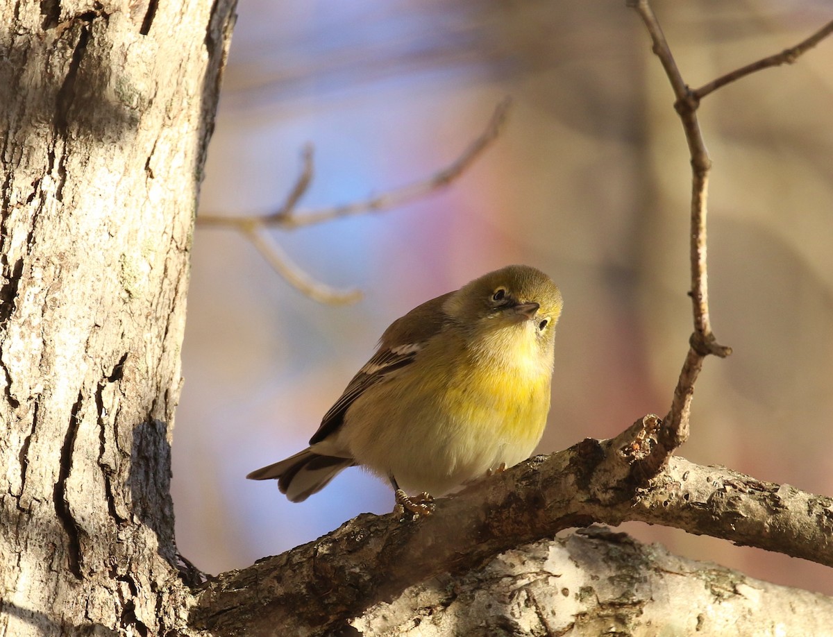 Pine Warbler - ML627178907