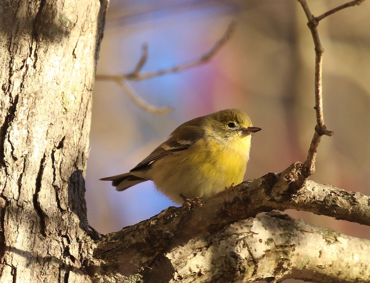 Pine Warbler - ML627178908