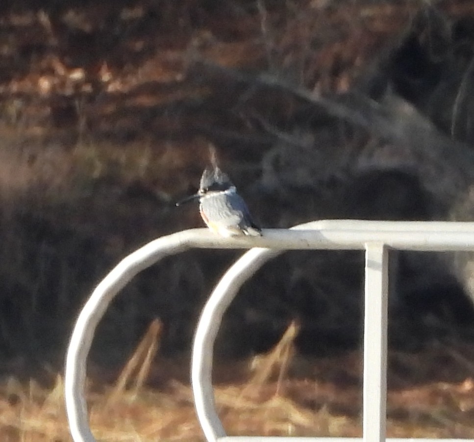 Belted Kingfisher - ML627179058