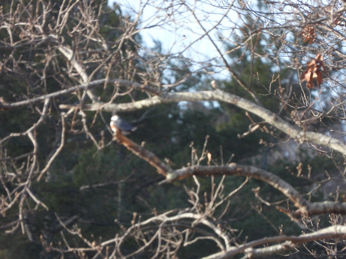 Belted Kingfisher - ML627179061