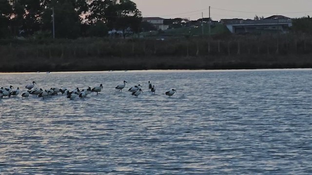 African Sacred Ibis - ML627179147