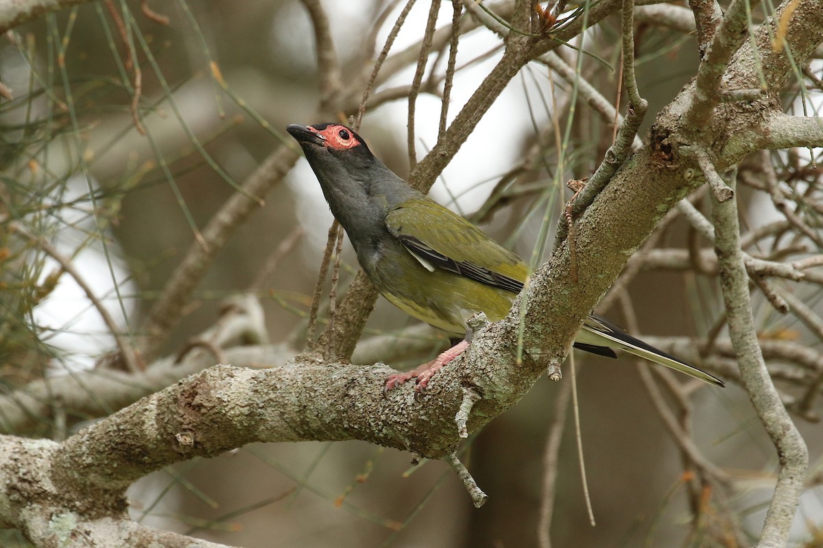 Australasian Figbird - ML627179181