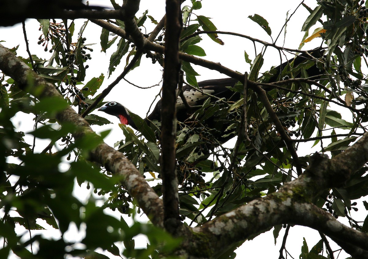 Black-fronted Piping-Guan - ML627179195