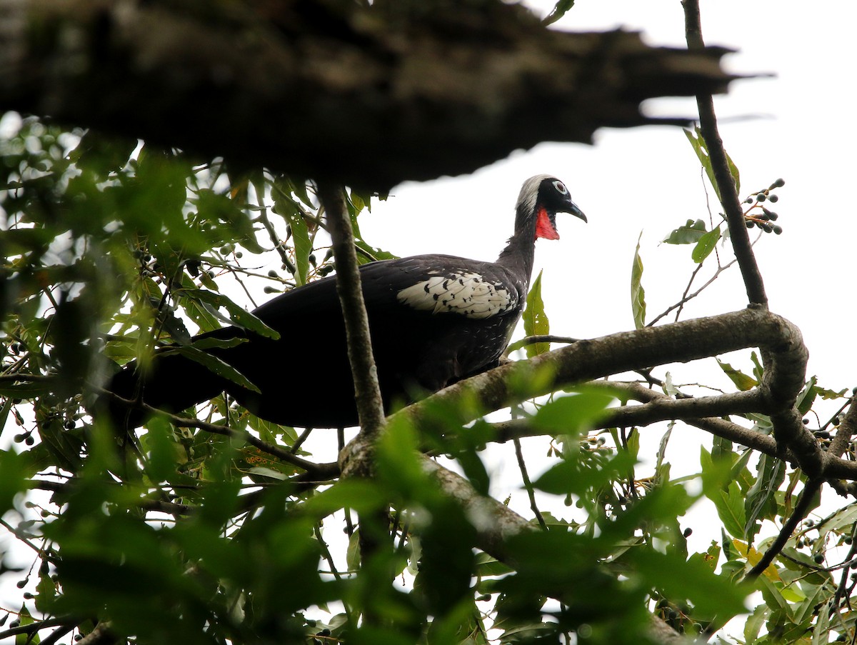 Black-fronted Piping-Guan - ML627179196