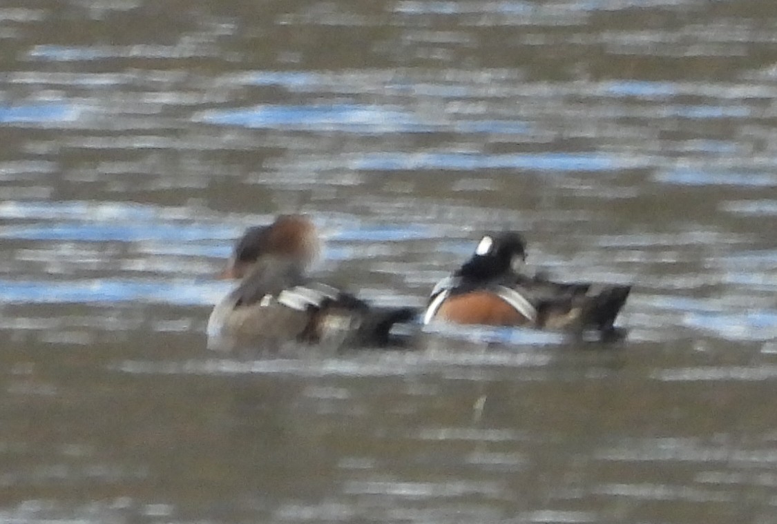 Hooded Merganser - ML627179226