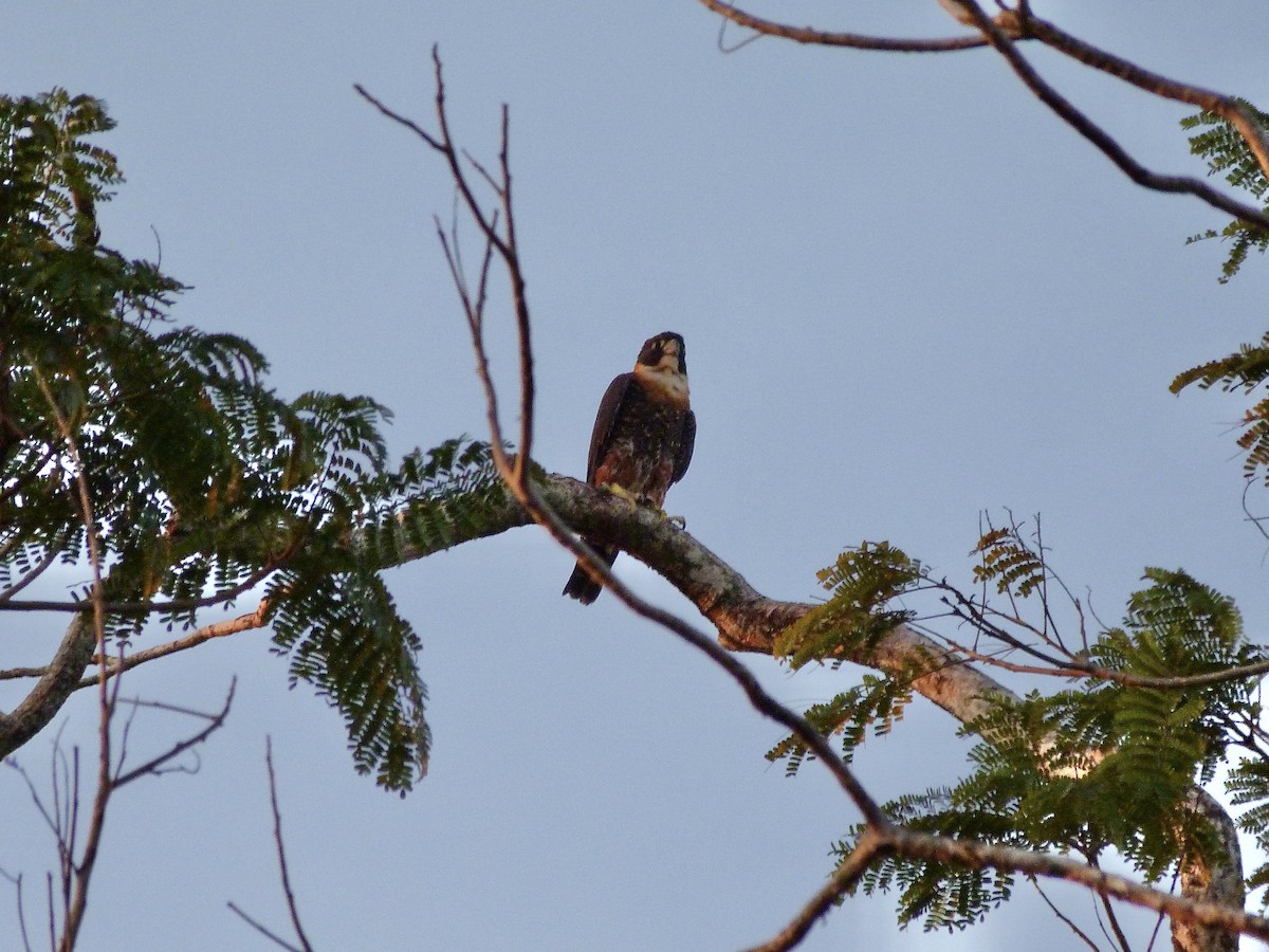 Orange-breasted Falcon - ML627179273