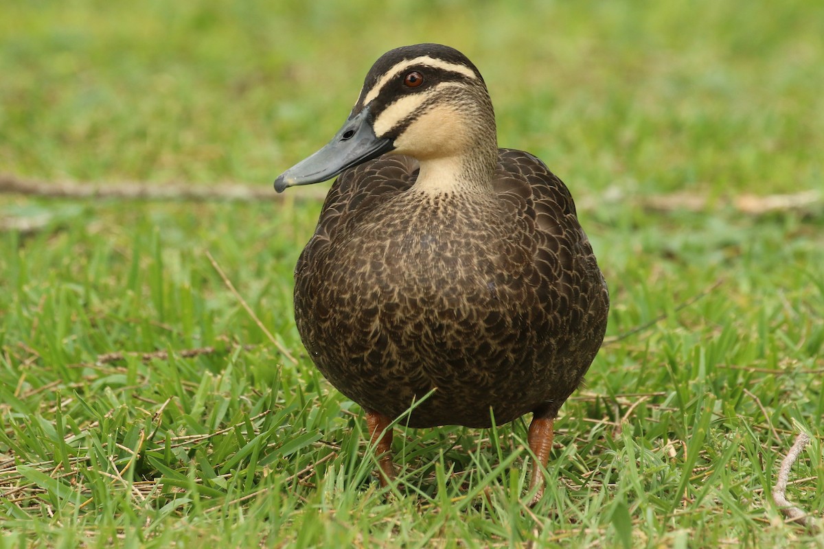 Pacific Black Duck - ML627179280