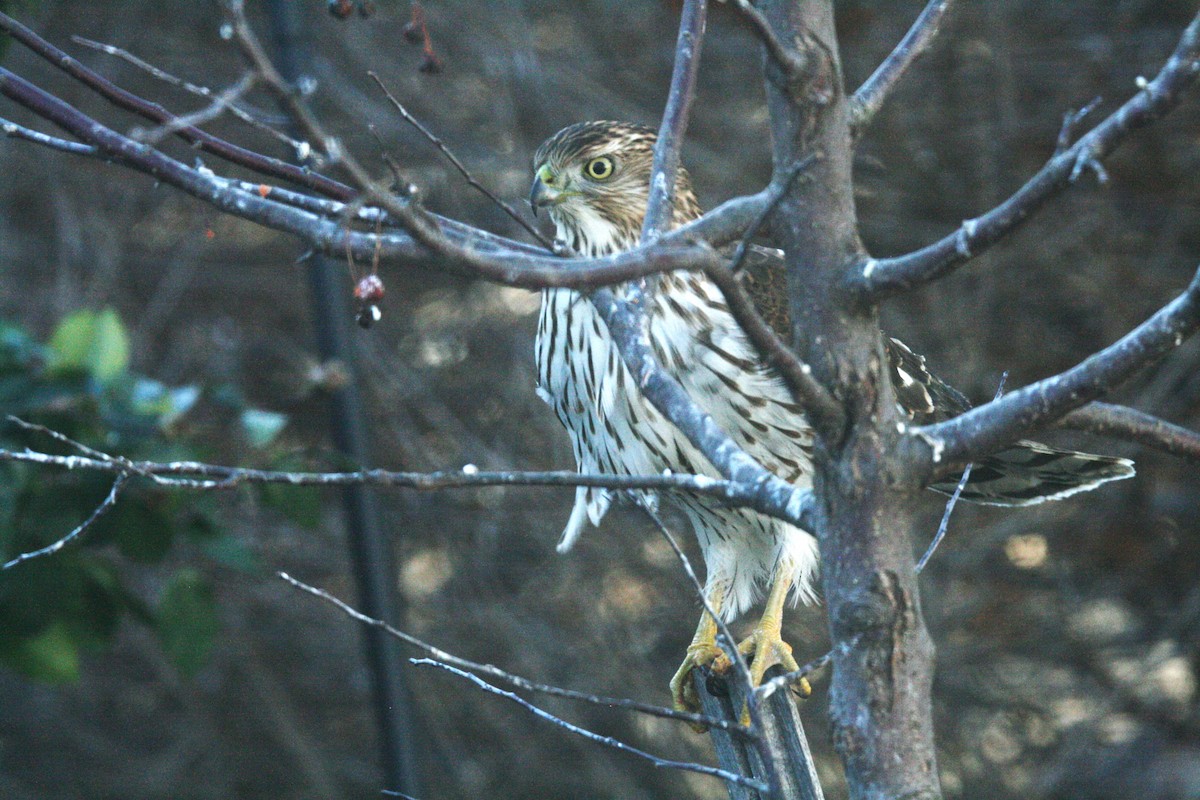 Cooper's Hawk - ML627179286