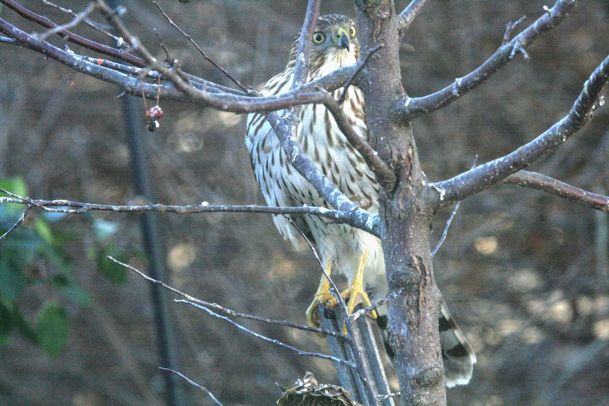 Cooper's Hawk - ML627179287