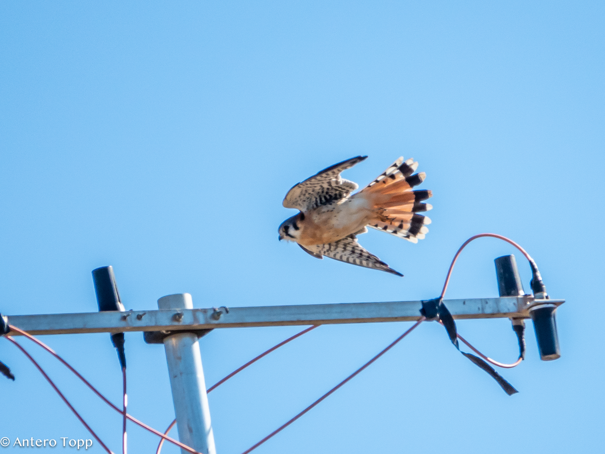 American Kestrel - ML627179321