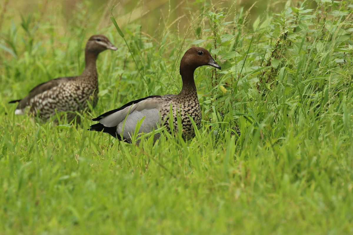 Maned Duck - ML627179322