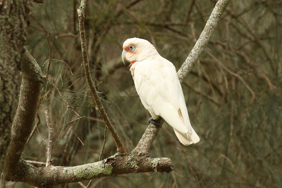 Long-billed Corella - ML627179402