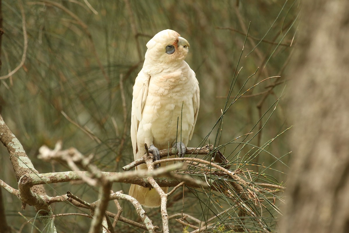 Little Corella - ML627179441