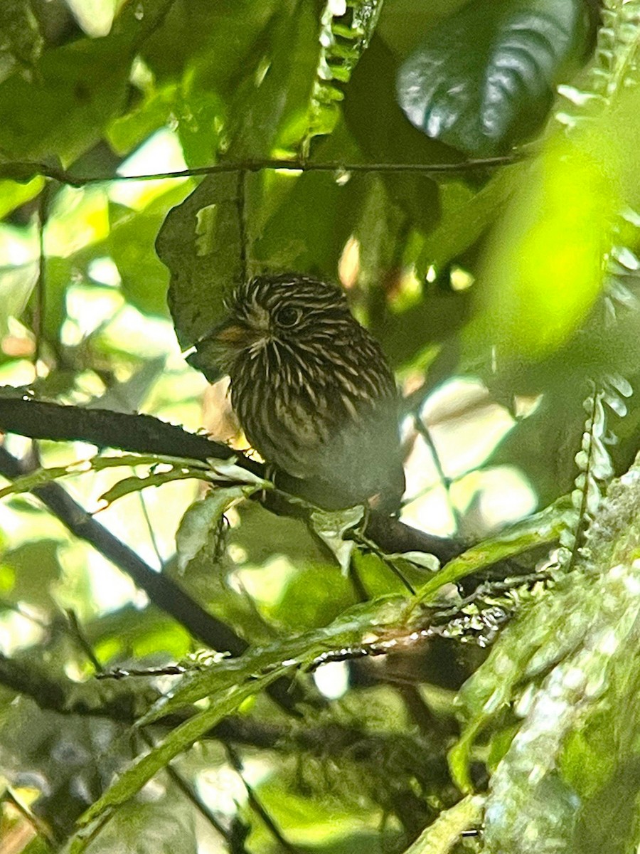 White-chested Puffbird - ML627179810