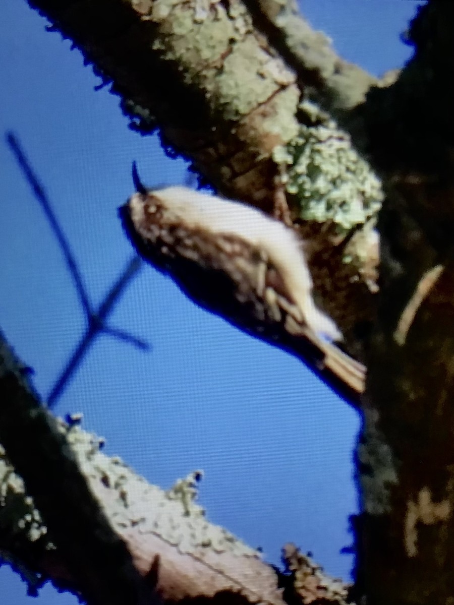 Brown Creeper - ML627179948