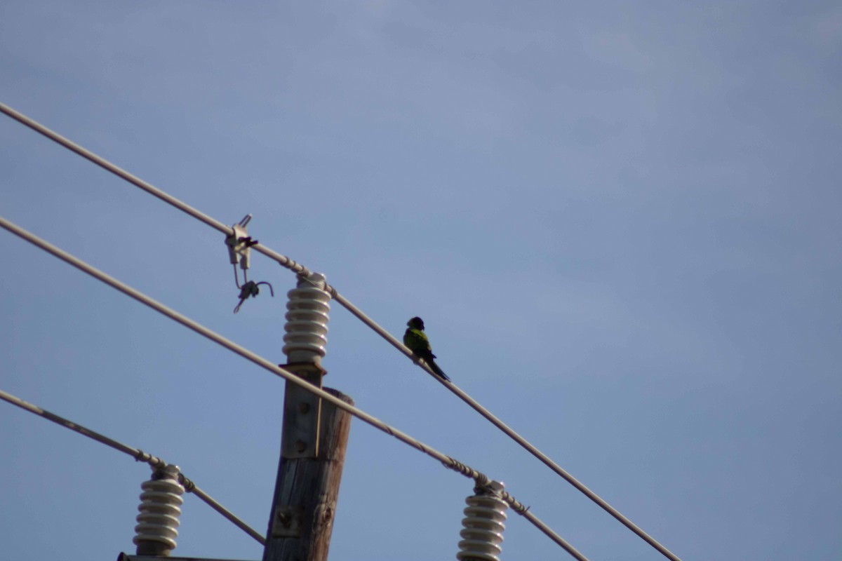 Nanday Parakeet - ML627180429