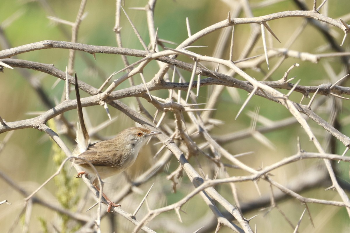 Graceful Prinia - ML627180774