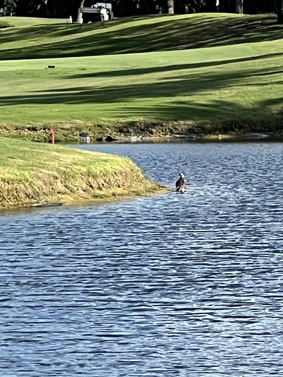 Загасч явлаг - ML627180936