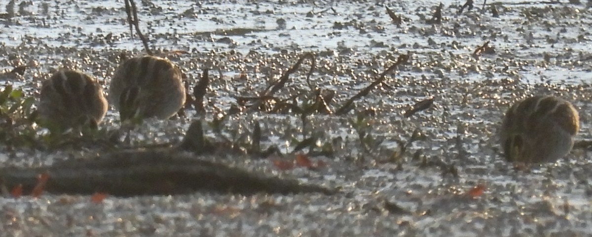 Wilson's Snipe - ML627180977