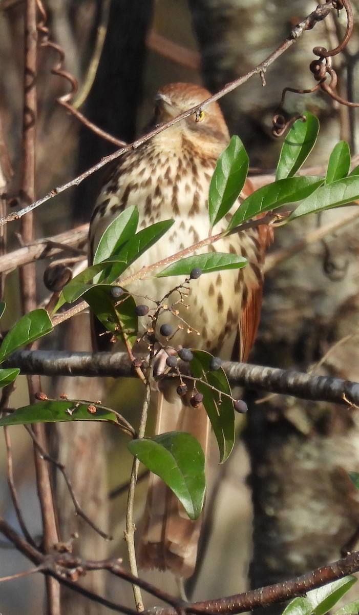 Brown Thrasher - ML627180991