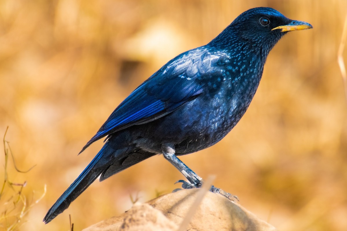 Blue Whistling-Thrush - ML627181133