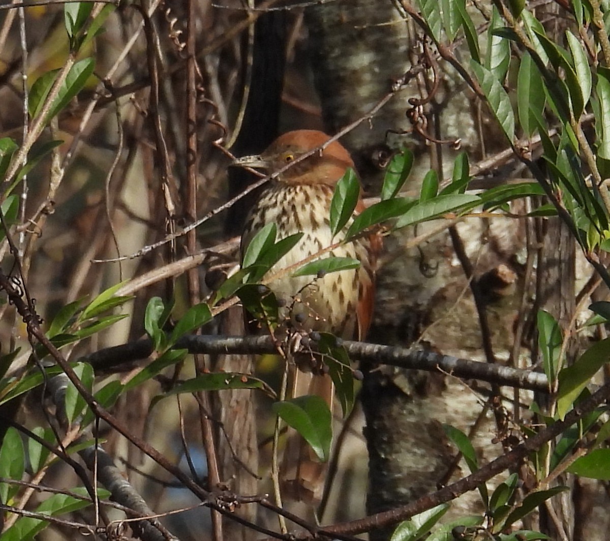 Brown Thrasher - ML627181166