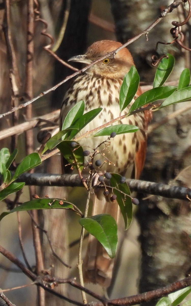 Brown Thrasher - ML627181167