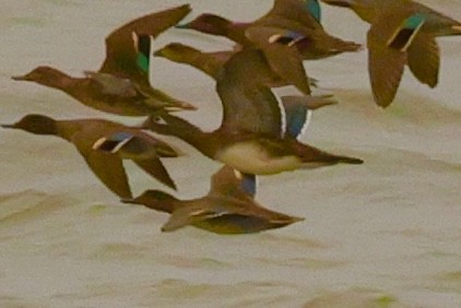Wood Duck - ML627181252