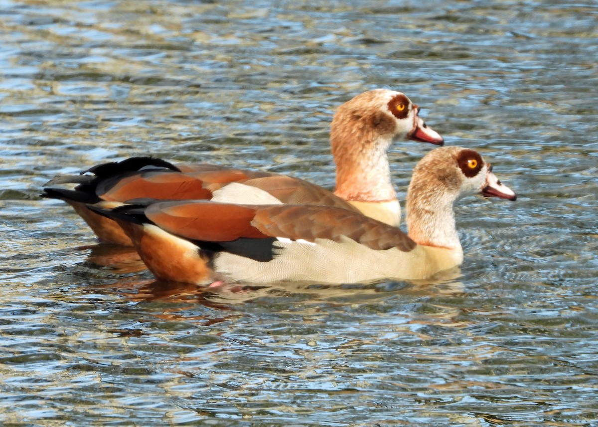 Egyptian Goose - ML627181324