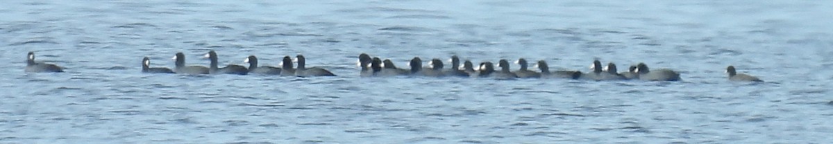 American Coot - ML627181331