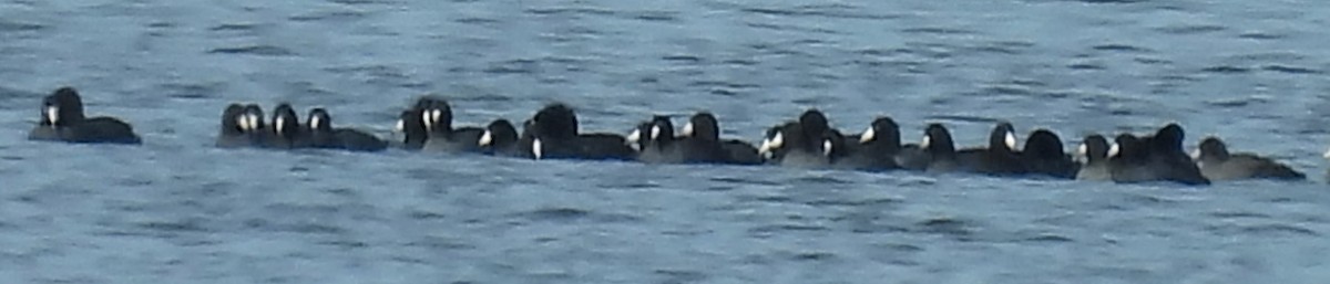 American Coot - ML627181332