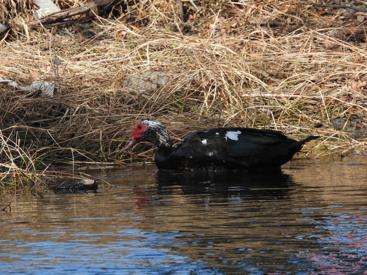 Muscovy Duck (Domestic type) - ML627181350