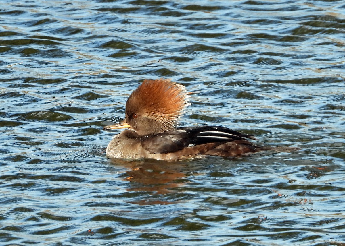 Hooded Merganser - ML627181412