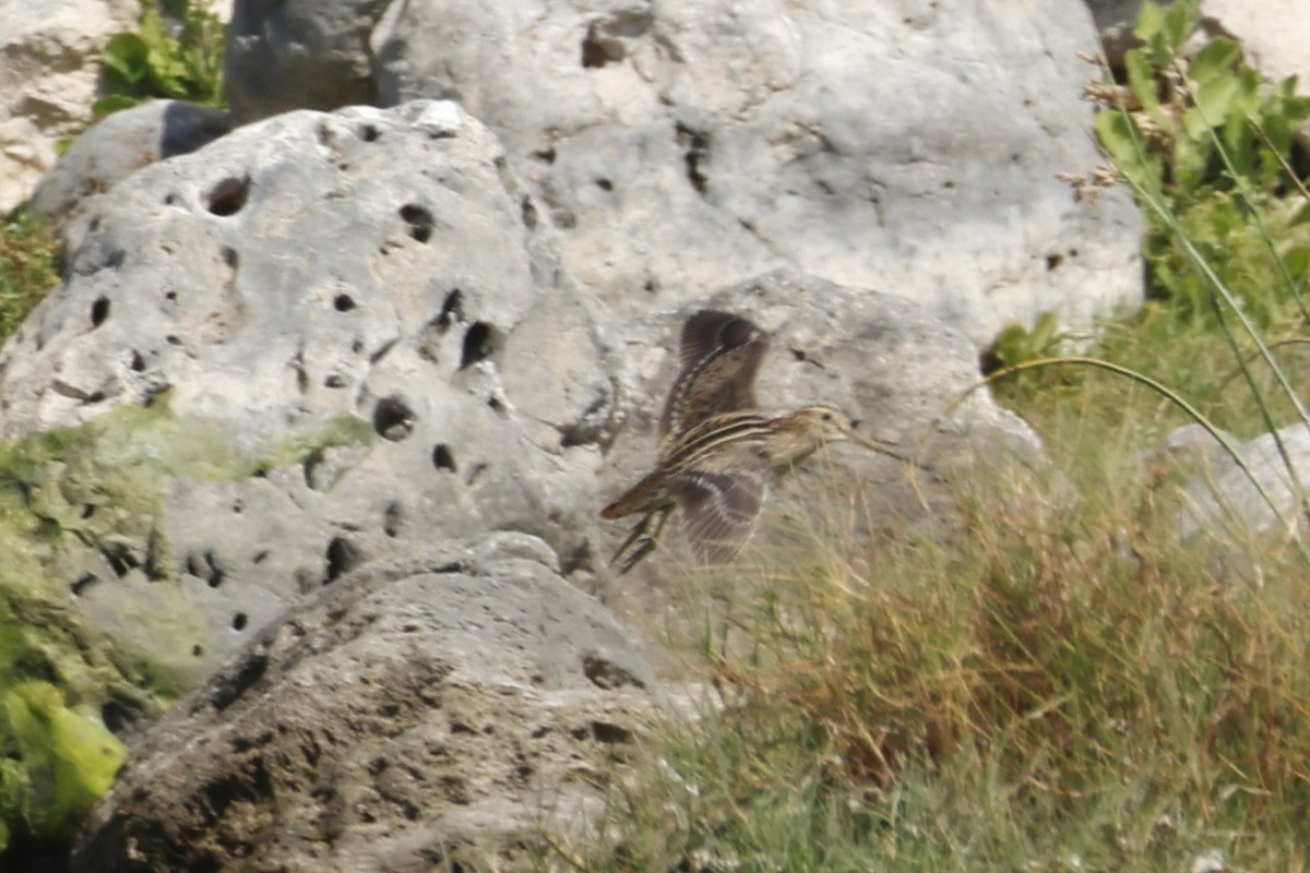 Pin-tailed Snipe - ML627181413