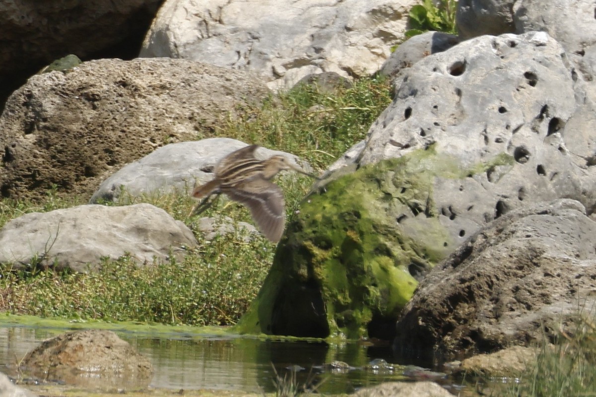 Pin-tailed Snipe - ML627181414