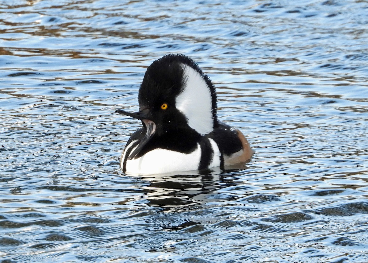Hooded Merganser - ML627181419