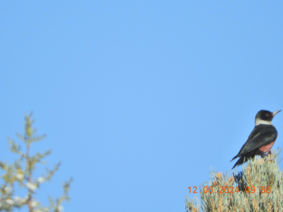 Lewis's Woodpecker - ML627181449