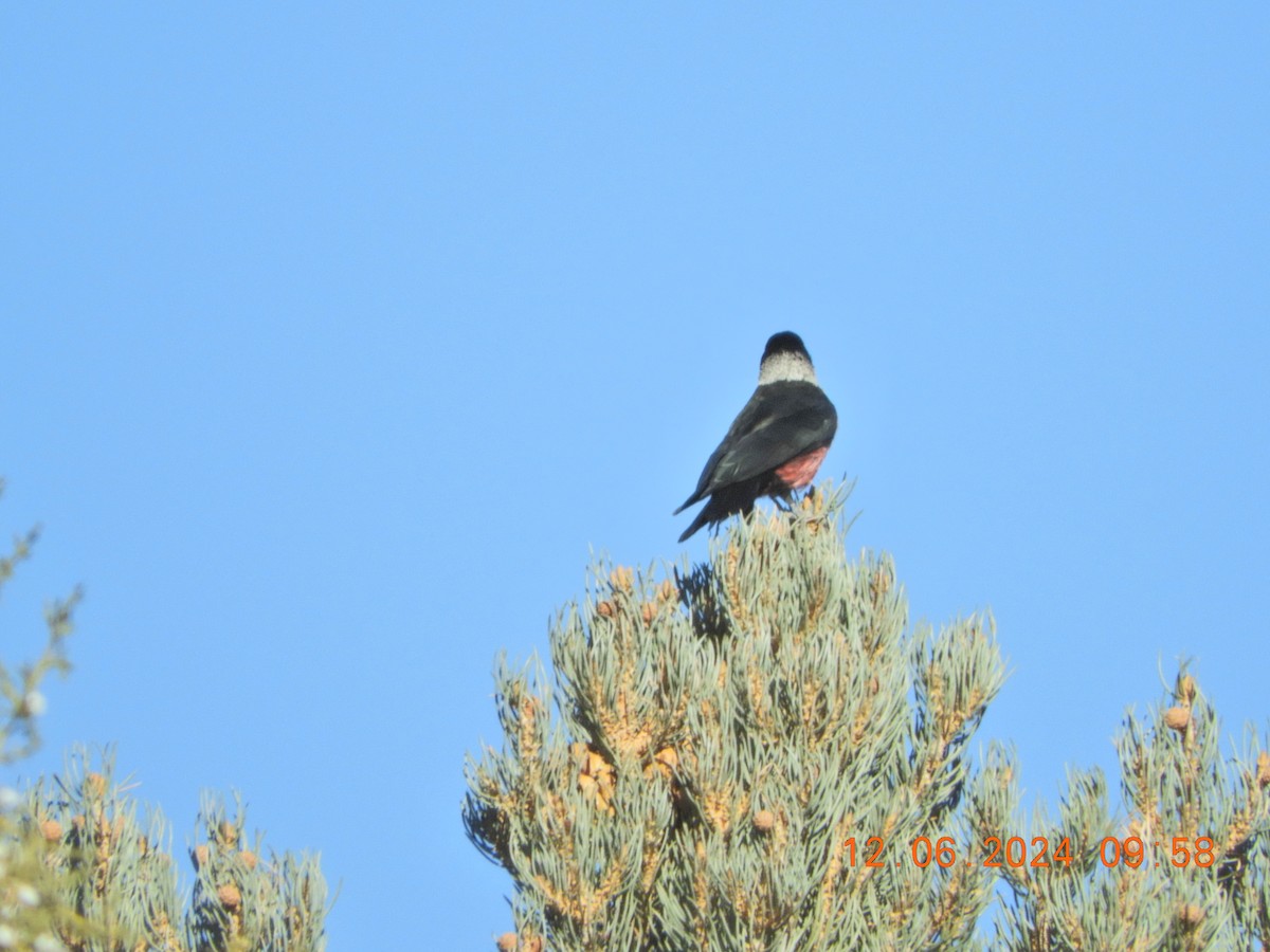 Lewis's Woodpecker - ML627181453